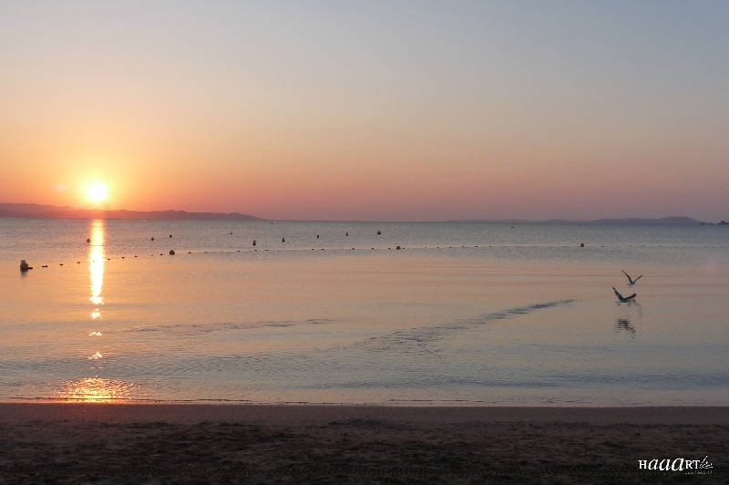 La mouette du matin