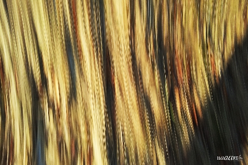 Prairie